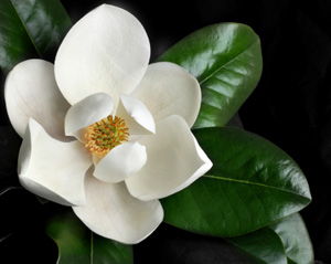 Magnolia business card image